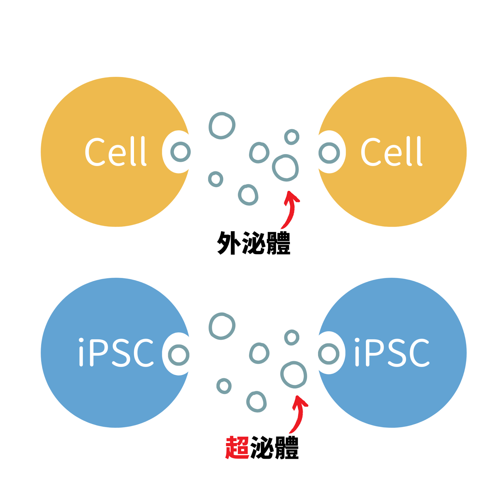 外泌體和超泌體比較圖