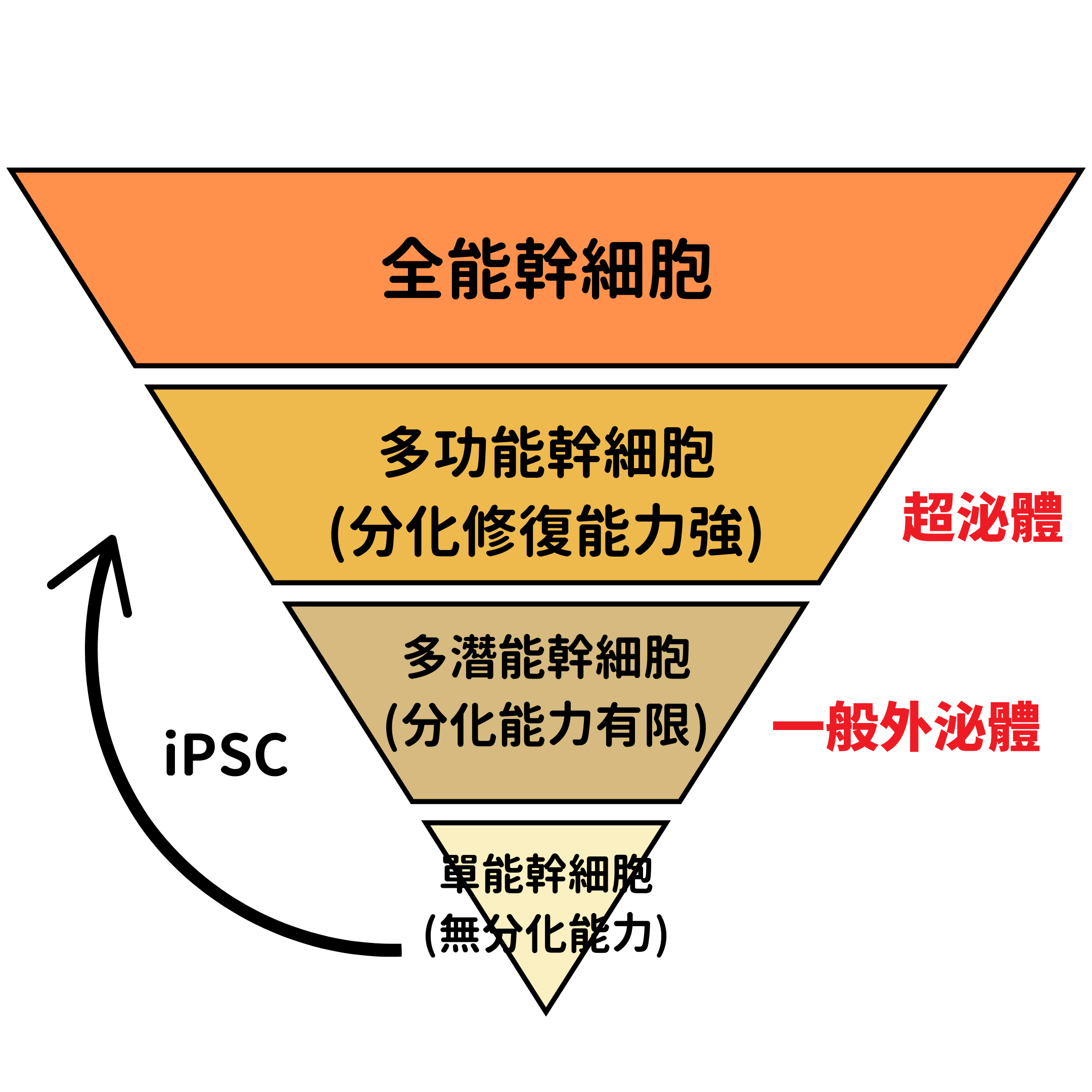 幹細胞的位階、分化潛能和特性圖